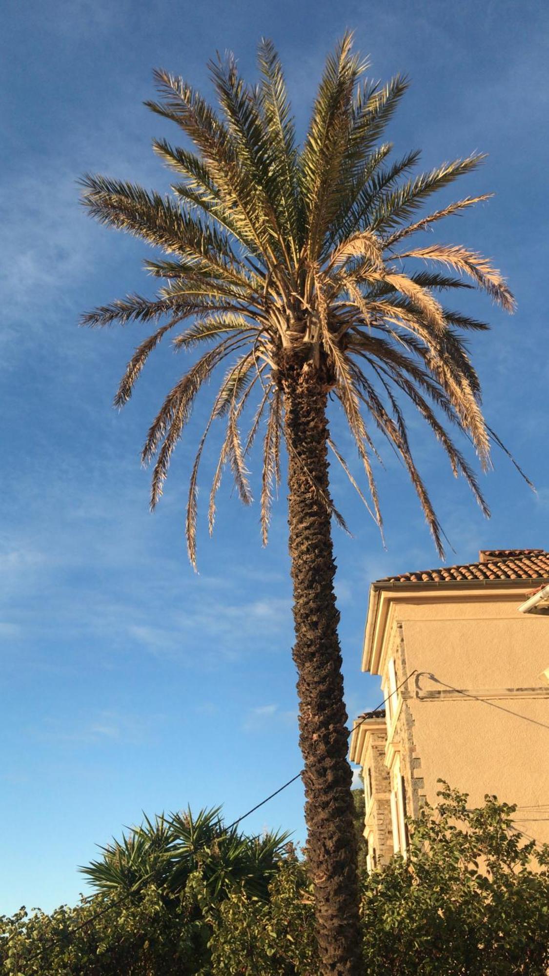 Castel Pierre Lisse Hotel Hyères Buitenkant foto